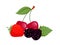 Vector flat illustration of strawberry, cherries, blackberries