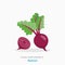 Vector flat isolated icon of food supplements - beetroot