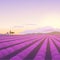 Vector flat landscape illustration of beautiful lavender field on sunrise: sky, mountains, cozy houses, lavender.