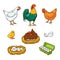 Vector flat poutry, farm chicken set