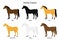 Vector flat set of different horse colors