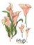 Vector floral bouquet design: garden pink peach creamy powder pale Calla Lily flower. Wedding vector invite card.