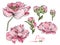 Vector floral bouquet design: garden pink peach lavender creamy powder pale Peony flower. Wedding vector invite card.