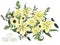 Vector floral bouquet design, green forest leaf, fern, branches, buxus, eucalyptus. Flowers of yellow, white lily, gerbera, dahlia