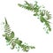 Vector floral bouquet design: set green forest fern, branches bo