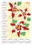 Vector Floral Calendar with Red Flowers_2023_A3