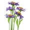 Vector floral design, purple aster