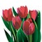 Vector floral illustration nature tulip green