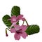 Vector floral pattern  bouquet of pink Streptocarpus flowers  on a white background  flower buds in rosette from green leaves in a