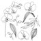 Vector floral set of linear black orchids and eucalyptus. Hand painted flowers, leaves and branches isolated on white