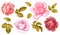 Vector floral set of pink red blue white vintage rose flowers green golden leaves isolated on white background. Digital watercolor