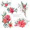 Vector floral set of red flowers, Amaryllis