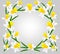 Vector, flowers, daffodils, a variety of early flowers beauty, love, tenderness