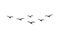 Vector flying seagull birds flock silhouette