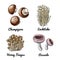 Vector food icons of Mushrooms. Colored sketch of food products. Champignon, enokitake, honey fungus, russula