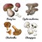 Vector food icons of Mushrooms. Colored sketch of food products. Oyster mushrooms, chanterelle mushrooms, champignons