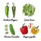 Vector food icons of vegetables. Colored sketch of food products. Anaheim peppers, green beans, persian cucumber, pepper