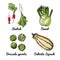 Vector food icons of vegetables. Colored sketch of food products. Radish, fennel, brussels, delicata squash