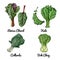 Vector food icons of vegetables. Colored sketch of food products. Rwiss chard, kale, collards, bok choy