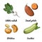 Vector food icons of vegetables. Colored sketch of food products. Salad radish, potatoes, sweet potatoes, zucchini