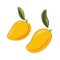 Vector food illustration of ripe juicy mango with leaves. Cut whole fruit. Hand drawing in yellow and orange colors