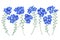 Vector Forget-me-not flowers. Realistic, hand-drawn, detailed floral clip art elements.