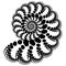 Vector Fractal Beaded Spiral Ammonite Snail Vortex Shape Generative Op Art Element