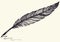 Vector freehand drawing of dark bird feather