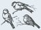 Vector freehand drawing. Tits, sparrows and bullfinches on branches