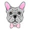 Vector French Bulldog. Illustration of a cute dog wit bow. Carto