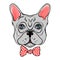 Vector French Bulldog. Illustration of a cute dog wit bow. Carto