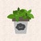 Vector - Fresh basil herb in a flowerpot. Aromatic leaves used t