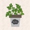 Vector - Fresh parsley herb in a flowerpot. Aromatic leaves used