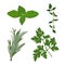 Vector fresh parsley, thyme, rosemary, and basil herbs. Aromatic