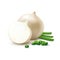 Vector Fresh Whole and Sliced White Onion Bulbs with Chopped Green Onions Close up Isolated on Background