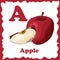 Vector fruit alphabet for education. Illustration for kids. Letter A for Apple