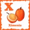 Vector fruit alphabet for education. Illustration for kids. Letter X for Ximenia