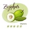 Vector fruit element of ziziphus. Hand drawn icon with lettering. Food illustration for cafe, market, menu design.