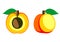 Vector fruits illustration. Detailed icon of apricot, whole and half, isolated over white background