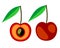 Vector fruits illustration. Detailed icon of cherry, whole and half, isolated over white background.