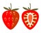 Vector fruits illustration. Detailed icon of strawberry, whole and half, isolated over white background.