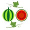 Vector fruits illustration. Detailed icons of watermelon with leaves, whole and half, isolated over white background