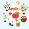 Vector garden illustration in flat style. Planting apple trees,