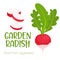 Vector garden radish isolated on white background.Vegetable illustration for farm market menu. Healthy food design