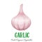 Vector garlic vegetable