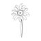 Vector gerbera floral botanical flower. Black and white engraved ink art. Isolated gerbera illustration element.