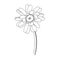 Vector gerbera floral botanical flower. Black and white engraved ink art. Isolated gerbera illustration element.