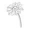 Vector gerbera floral botanical flower. Black and white engraved ink art. Isolated gerbera illustration element.