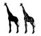 Vector giraffe standing black silhouette.Isolated on white with hand drawn lines. Animal art graphic decoration. Wildlife African