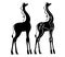 Vector giraffe standing black silhouette.Isolated on white with hand drawn lines. Animal art graphic . Wildlife African